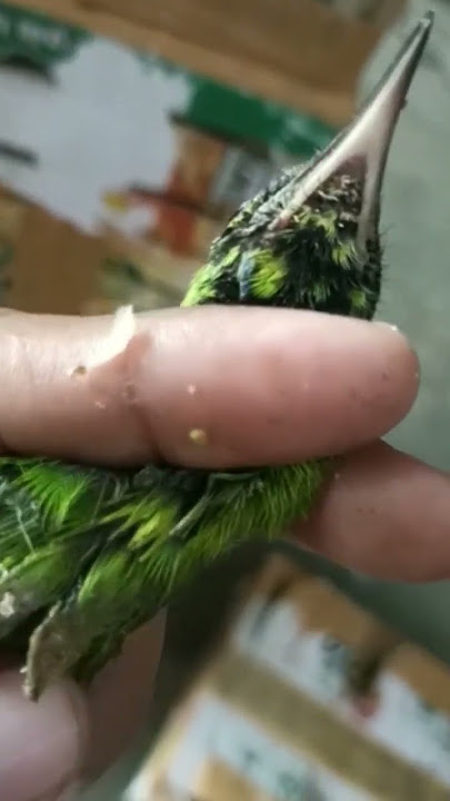 White-beaked male green magpie robin | just found out right???!!! #birds #birds #birdprices #chir...