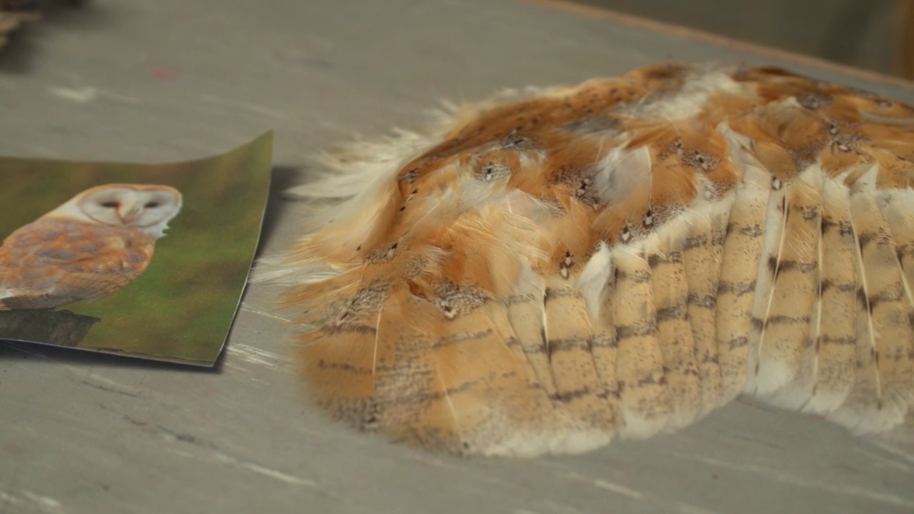 Raptor adaptations - learning about birds of prey.