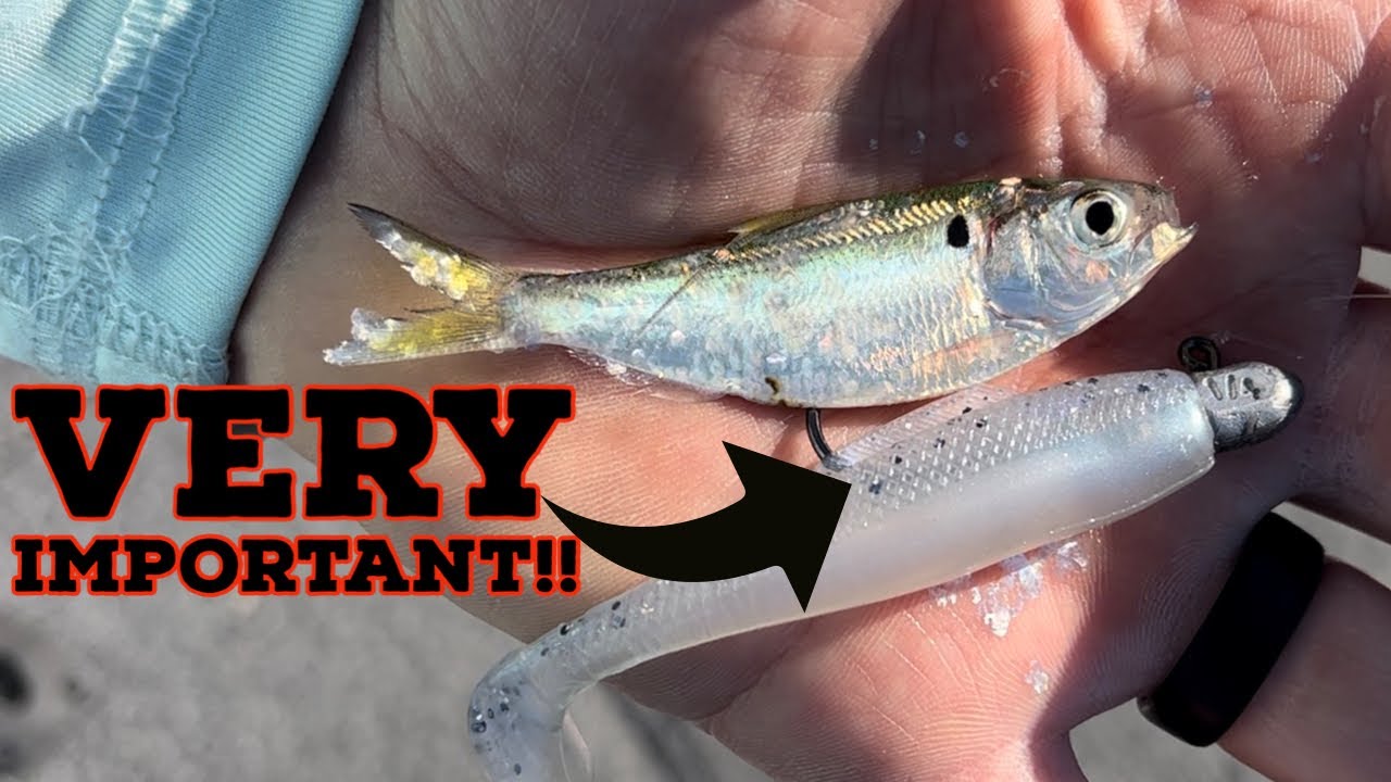 This Is VERY IMPORTANT When Fishing For BASS!! YouTube
