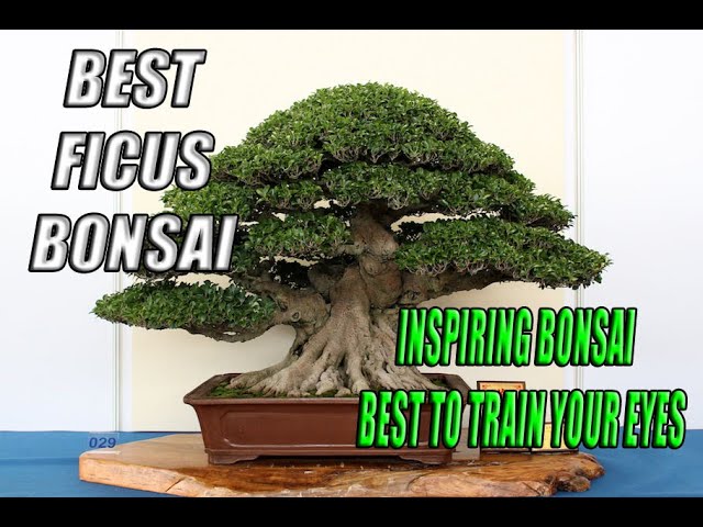 Best Ficus Bonsai Compilation| Inspiring Bonsai to train your eyes (THE  LIVING ART) - YouTube