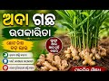 ଶୁଭ ସକାଳର ଶୁଭ ଅଭିନନ୍ଦନ nature and health blog ର ଆଜି ର ଭିଡ଼ିଓ ହେଲା ଅଦା ର ଉପକାରିତା
