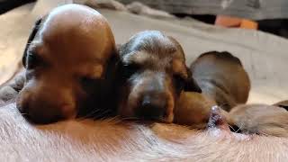 Lunch time for 2 week old dachshunds