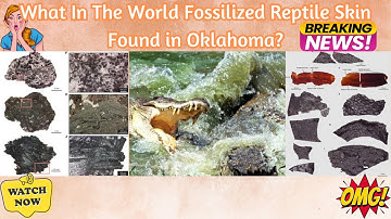 "Oldest Fossilized Reptile Skin Sample Discovered: A Fascinating Insight into Ancient Life"