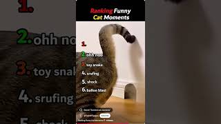 Cat Farts in A Mouse Hole