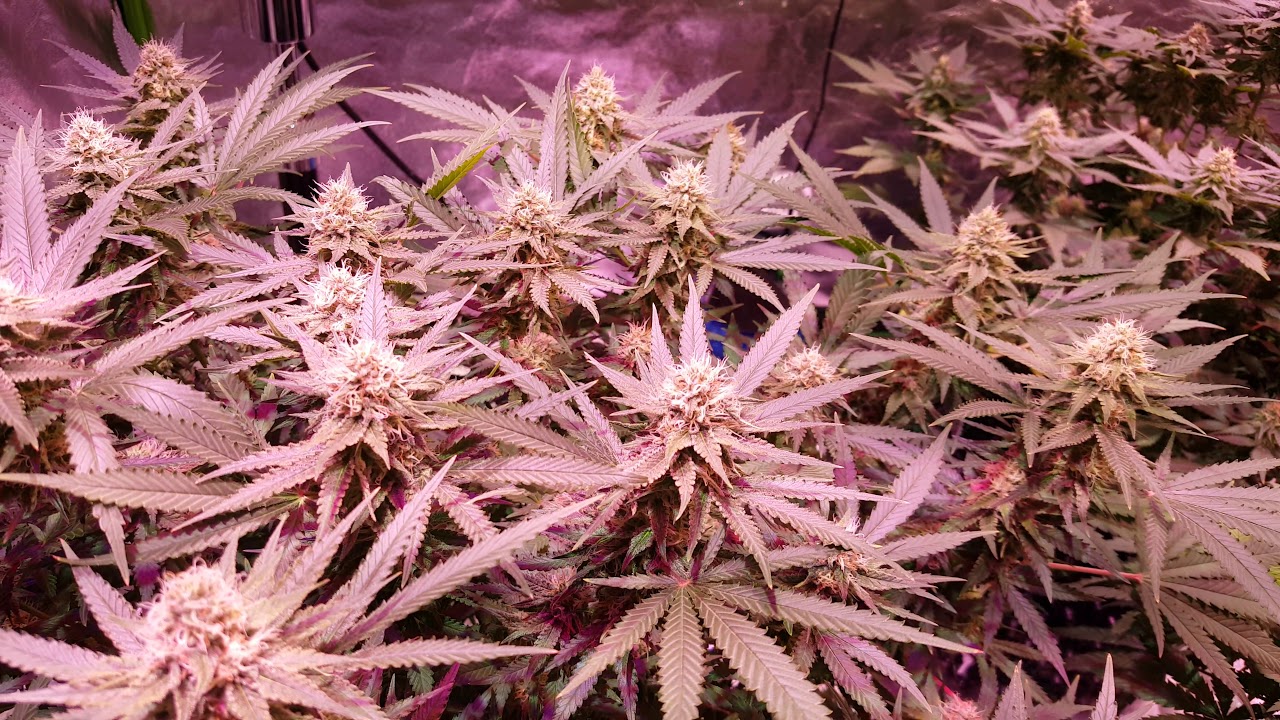 Led grow green crack and crown royale week 5 flower.blue cookies week 1