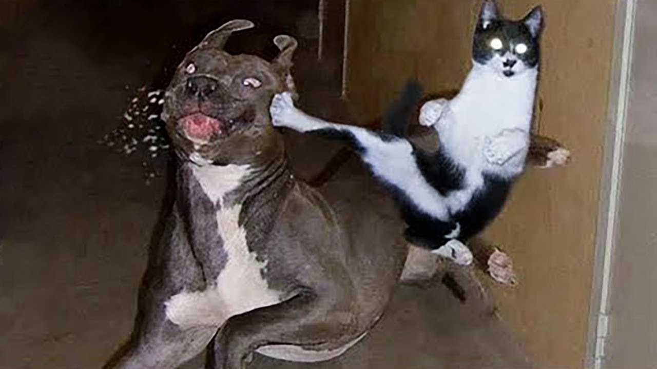 Funny Cats and Dogs Video Vines FunnyVines YouTube