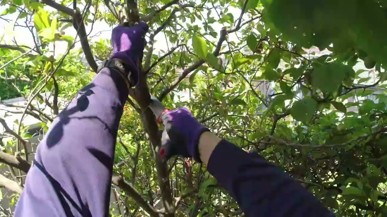 No.275_ 常緑樹の強剪定要領
