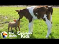 Tiny Piglet's Whole World Changes When She Meets This Baby Cow | The Dodo Comeback Kids