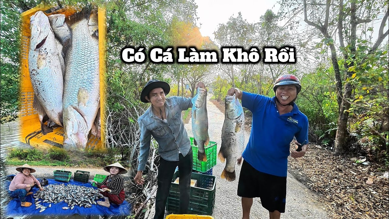 Đi Mua gần 2 Trăm Ký Cá Về Làm Khô Để Gửi Tới Khách Hàng 