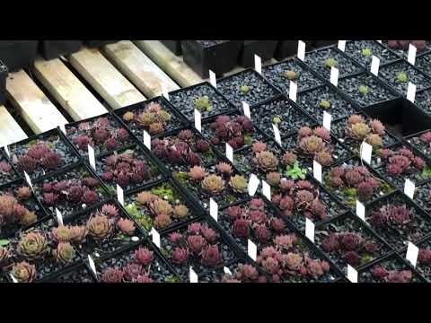 Sempervivum im Februar