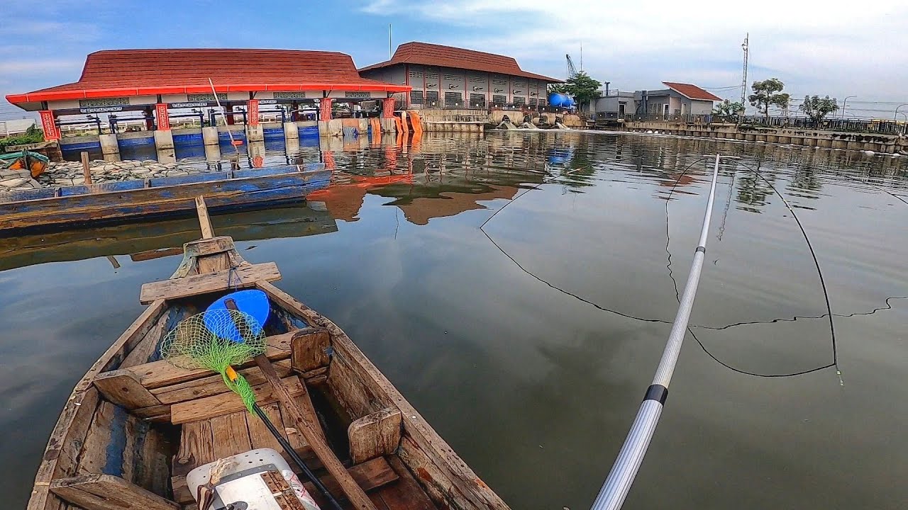 Naik perahu‼️Ikan penghuni aliran sungai air payau