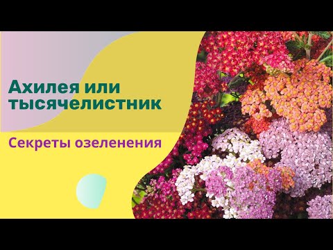 Видео: Какви условия харесва Ахилея?