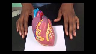 HARMONY STEM PBL: The Heart