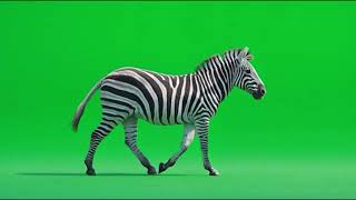 Zebra Crossing Green Screen || Moving Zebra Animal VFX Overlay 4K
