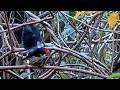 Copulation Captured On Lance-tailed Manakin Cam | May 22, 2026