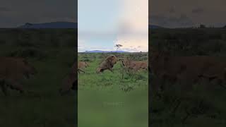 Shocking Lion Fight: 5 Lionesses Attack Male Lion Until Help Arrives