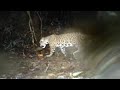¿Es un jaguar? Buscan a felino en Magüipi