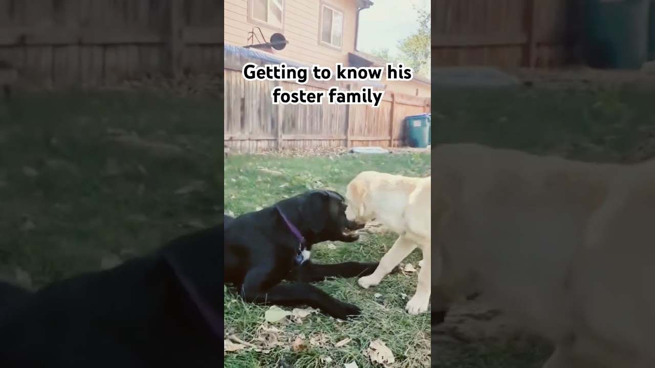 Meet Mongo, the most special Mega E Lab. 