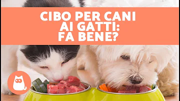 Cosa succede se il gatto mangia il cibo del cane?