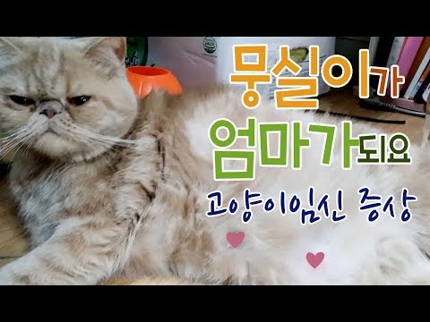 고양이 임신증상 - 뭉실이가 엄마되다