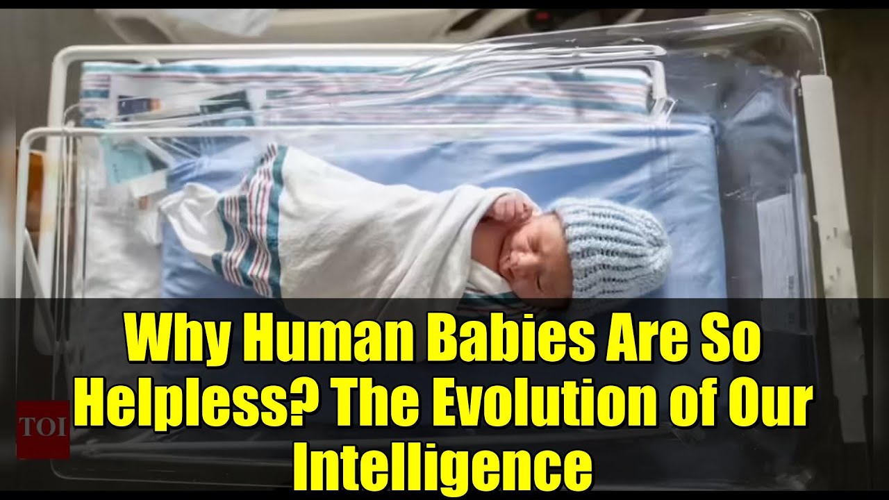 Why Human Babies Are So Helpless? The Evolution of Our Intelligence