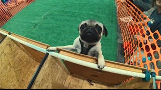 Bluegrass PugFest makes new home in Louisville