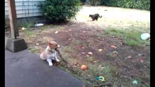 Owen Corgi Puppy - Playing With Really Big Stick