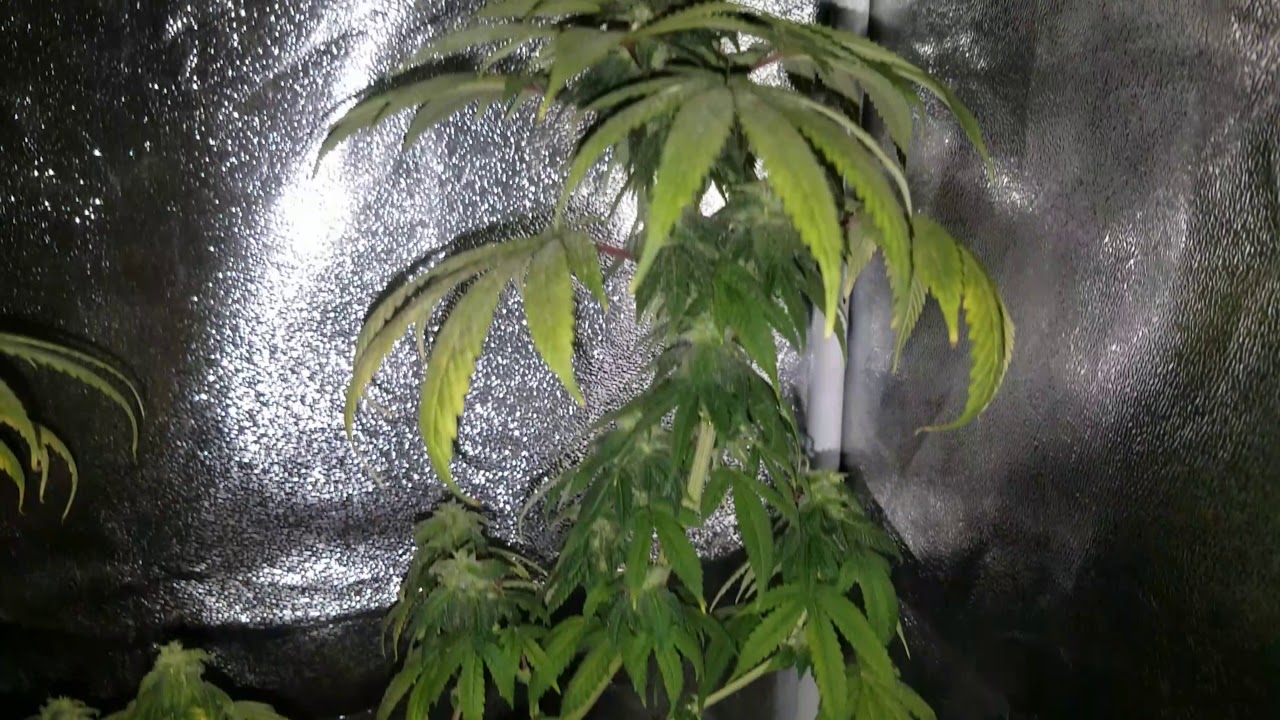 Animal Cookies x (Tahoe OG x Sour Diesel)