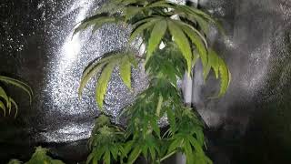Animal Cookies x (Tahoe OG x Sour Diesel)