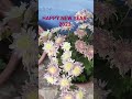 CHRYSANTHEMUM FLOWER/ GULDAUDI FLOWER