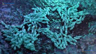 Detalles Bacteria Multiplying Guía