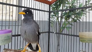 Jalak Kebo Gacor Masteran  Suara Khas Jalak Kebo Jantan Bikin Jalak Emosi Eps 853