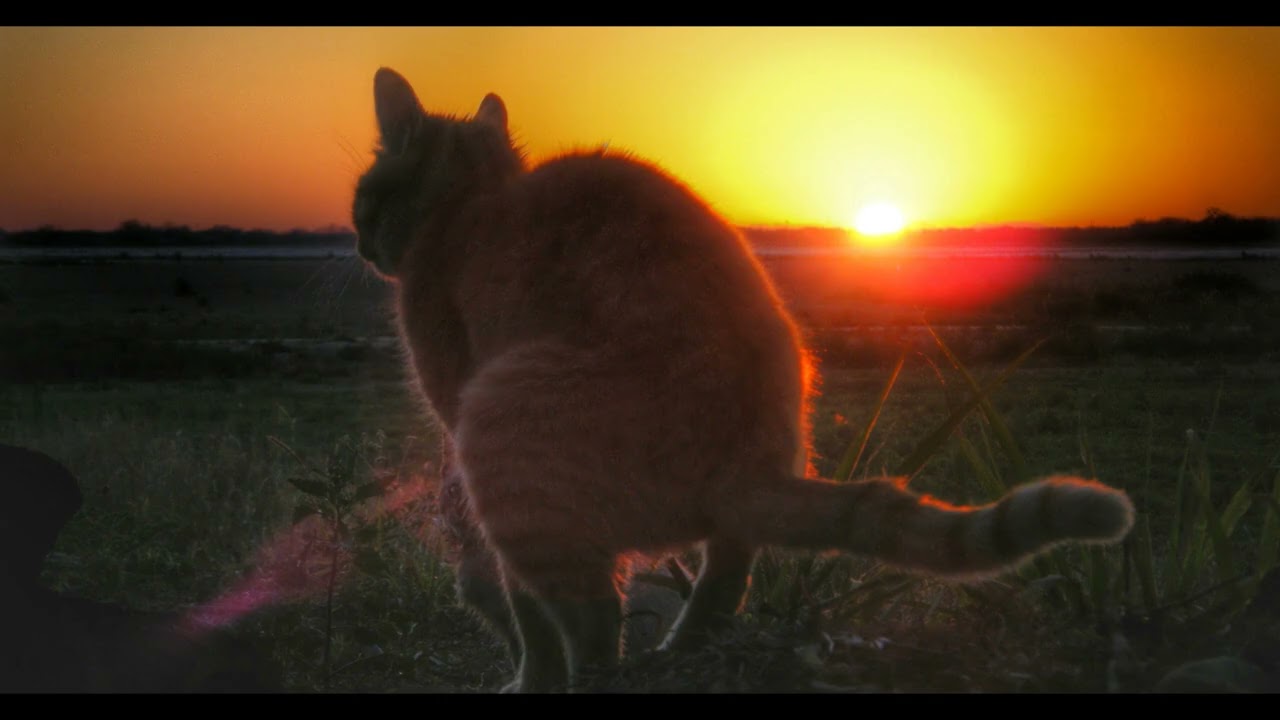 mywave - w tą i w tą