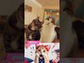 🐱✨ Two Cats Are Shocked by What They See! #shorts #catwalktour #catworld #catshorts