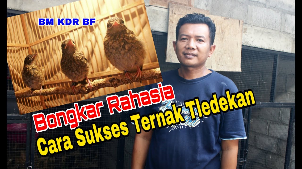 Bongkar Rahasia Cara Sukses Ternak Tledekan 
