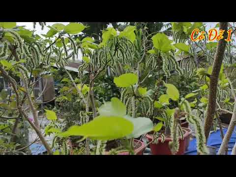 Video Bí Quyết Giúp Dâu Tằm Đài Loan Trái Dài Ra Trái Quanh... - youtube