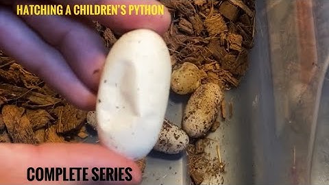 Hatching a Children’s Python