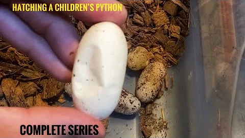 Hatching a Children’s Python