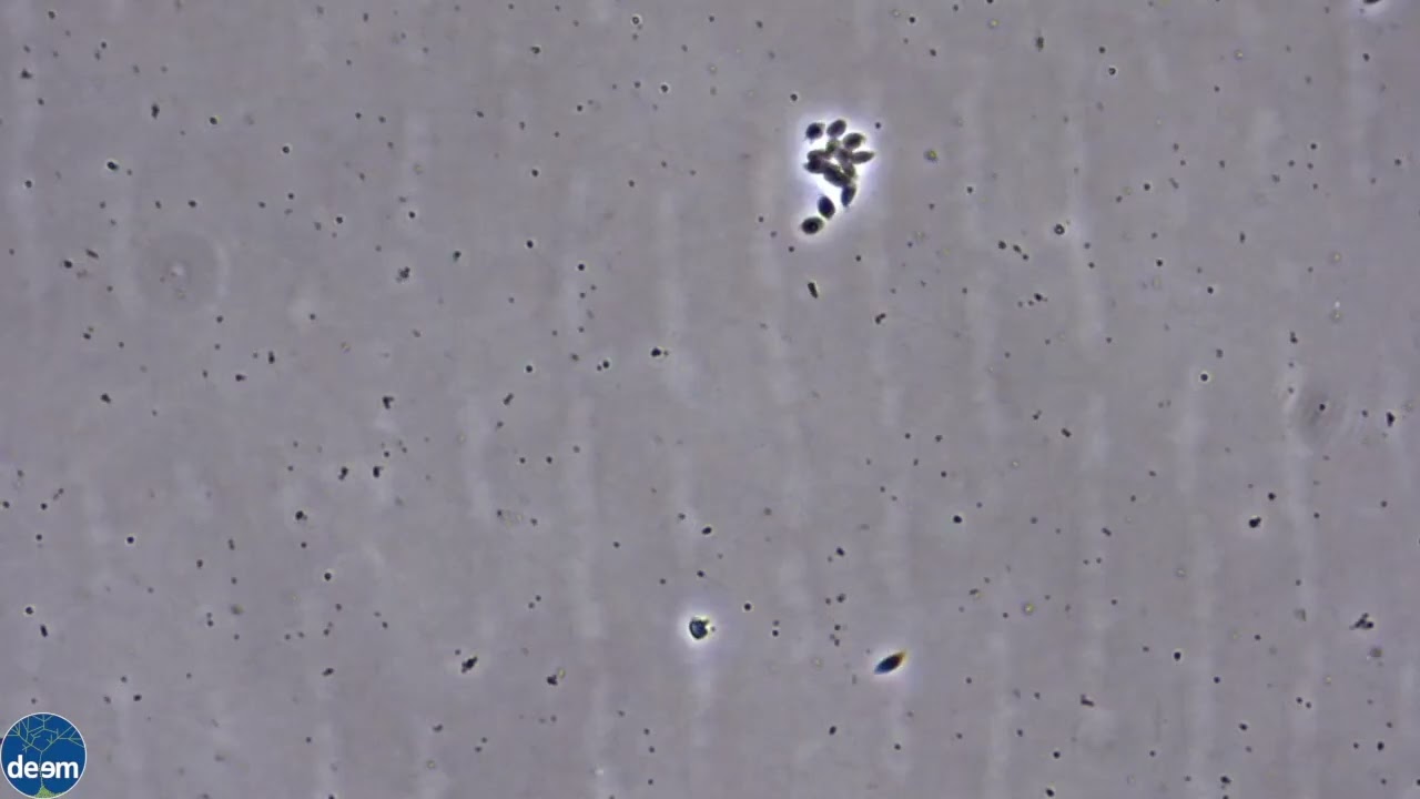 Movie S9. Video clip of Singekia montserratensis strain MONTSE19P8.
