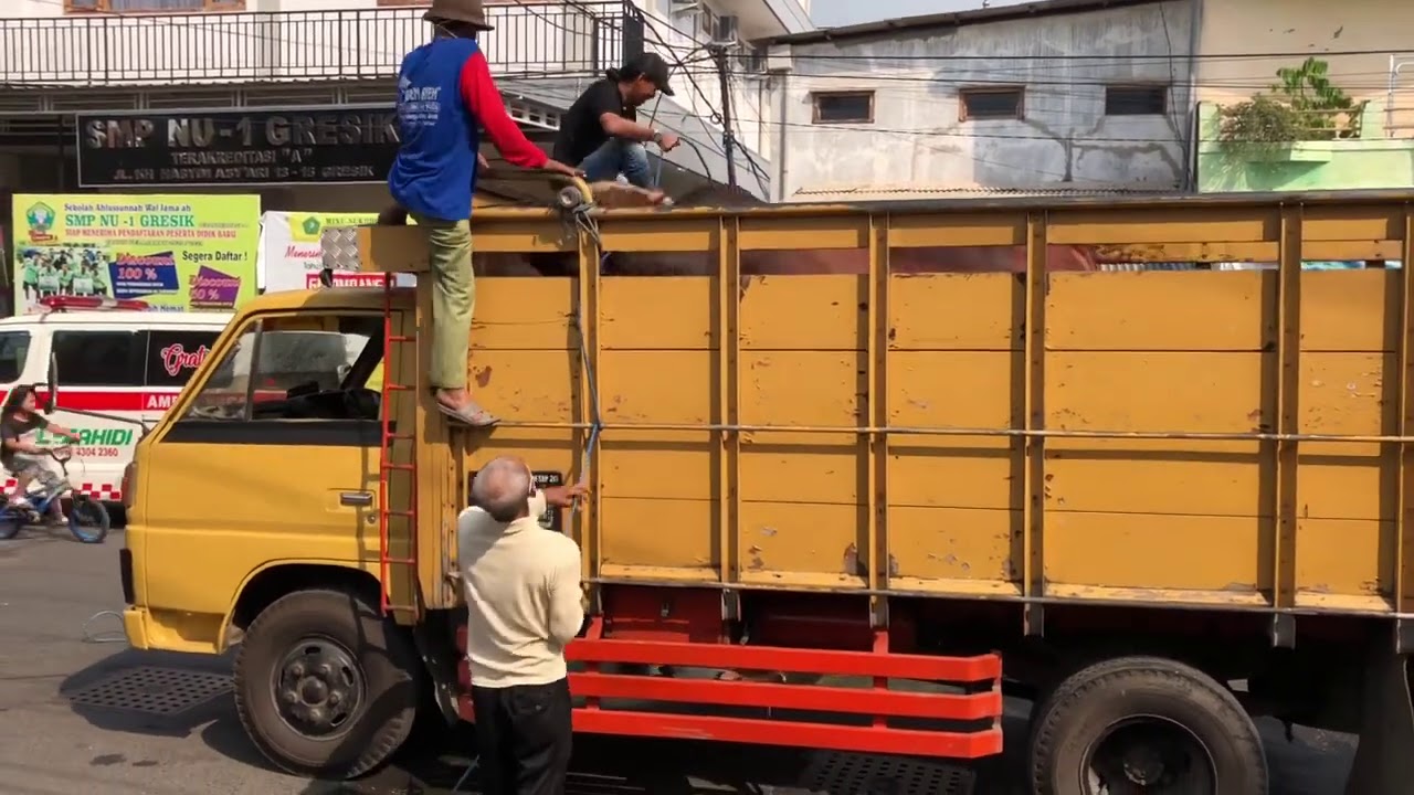Sapi Qurban 1 Ton mengamuk di Gresik