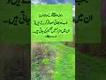 Rasool allah S.A.W ne farmaya | islamicshorts | lasaniislamicwaqiat | ytshorts.