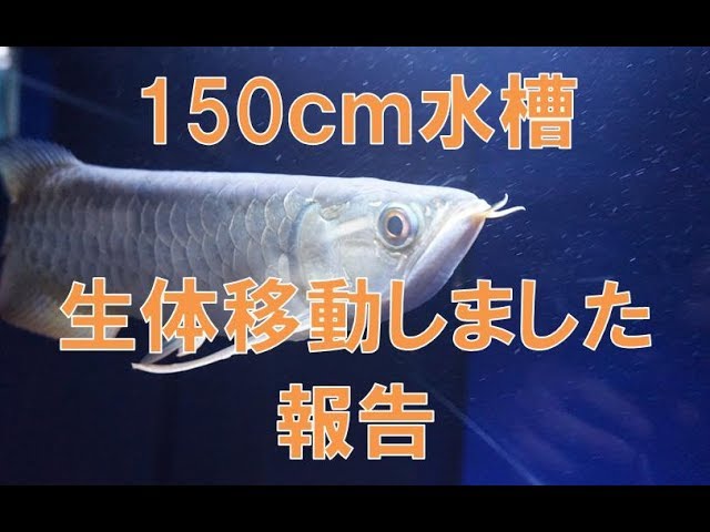 遂に150cm水槽にアロワナを移動しました！ - YouTube