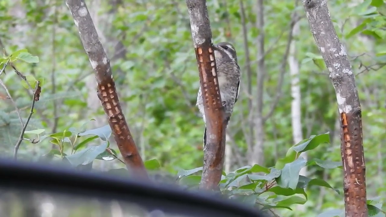 Yellow Bellied Sapsucker juvenile feeding at the "Sap Tree"
