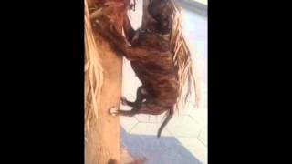 Barking up the right tree