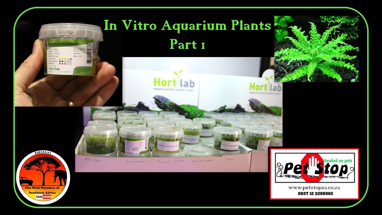 In Vitro Aquarium Plants Part 1 YouTube