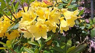 Yellow Azalea (Rhododendron) #flowers #flower #beautiful #nature #plants
