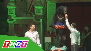 Liên đoàn xiếc Việt Nam sẽ giảm dần xiếc thú hoang dã | THDT