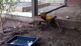 Golden Pheasant Displaying
