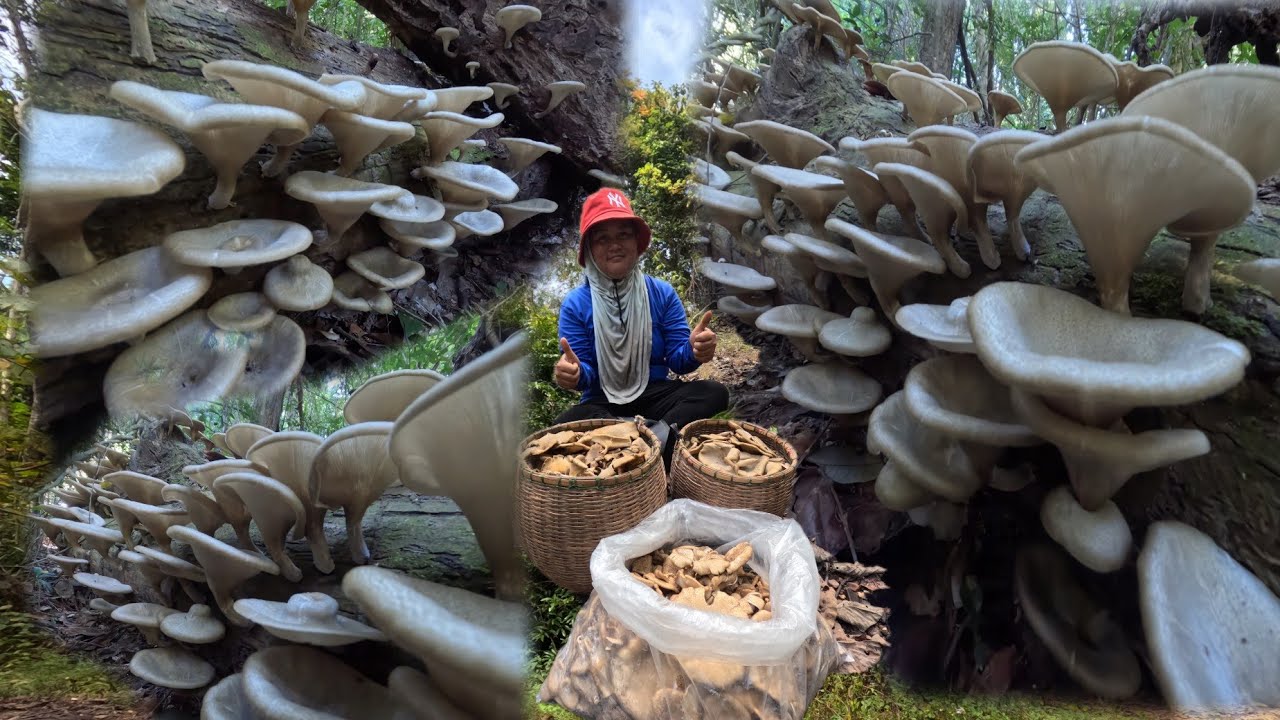 สุดยอดความหมาย อลังการสุดๆ ขึ้นเขาเก็บเห็ดบดขอนหมานสุดยอดสองตะกร้าหนึ่งถุงใหญ่