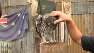 A barking owl gets a scratch on the head